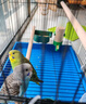 朗繽 鸚鵡活體鳥活物虎皮鸚鵡寵物活鳥玄鳳鸚鵡手養(yǎng)鳥會說話幼鳥幼崽 綠色虎皮+藍色虎皮（一公一母） 曬單實拍圖