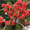 卡特兔學(xué)步鞋嬰兒機(jī)能鞋早秋網(wǎng)面鞋透氣軟底童鞋寶寶防滑室內(nèi)鞋X4AE026 曬單實(shí)拍圖