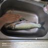 釣魚王新品霸王悍S大物竿鰱鳙竿輕硬綜合竿黑坑巨物臺釣竿免費試釣 7.2m 霸王悍S【支持下水試釣】 曬單實拍圖