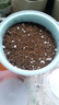德沃多肥料番茄種子DIY兒童趣味種植盆栽套裝學生植物觀察幼兒園圣女果 曬單實拍圖