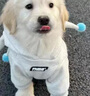 犬嘉樂(lè)馬爾濟(jì)斯犬專用狗糧幼犬成犬通用美毛鮮肉無(wú)谷凍干犬糧5斤10斤裝 鮮肉犬糧【添加十種鮮肉凍干】 5kg 十斤劃算裝（5斤*2袋） 曬單實(shí)拍圖