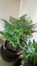中夢(mèng)苔蘚球植物水培盆栽室內(nèi)辦公室桌面禪意發(fā)財(cái)樹盆景多季好養(yǎng)活綠植 鐵線蕨（苔蘚球）黑瓷磨砂盞 曬單實(shí)拍圖
