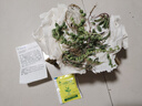 帶盆栽好佛珠吊蘭情人淚吊蘭紫玄月吊蘭佛珠多肉植物垂吊植物盆栽 佛珠情人淚紫玄月各一根試種 曬單實(shí)拍圖
