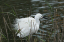 富士（FUJIFILM）XF150-600mmF5.6-8 R LM OIS WR 超長(zhǎng)焦變焦鏡頭 線(xiàn)性馬達(dá) 全天候 風(fēng)光/打鳥(niǎo)/動(dòng)物/體育 曬單實(shí)拍圖