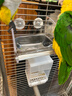 BIRDSTORY防濺鸚鵡喂食器鳥食盒喂鳥器飲水器食罐食槽多功能鳥用不銹鋼食盒 【防撒大號(hào)】約15.2*19*12CM 曬單實(shí)拍圖