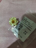 DAISY DREAM925銀針山茶花耳釘女小眾設(shè)計感氣質(zhì)耳環(huán)2025新款高級感輕奢耳飾 山茶花耳釘【S925銀針】 曬單實拍圖