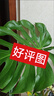 彪馬PUMA天然草坪FG/AG長(zhǎng)釘輕量貼合足球鞋男FUTURE 7 107715 43 曬單實(shí)拍圖
