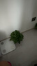 雙盟 綠蘿盆栽除甲醛花卉綠植辦公室新房凈化空氣110款10盆裝源頭直發(fā) 曬單實(shí)拍圖