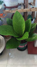 聚寶盆大葉綠植鳥(niǎo)巢花燭盆栽客廳招財(cái)水培植物室內(nèi)好養(yǎng)花卉發(fā)財(cái)樹(shù) 1顆聚寶盆（40~50cm）大號(hào) 帶盆種好 曬單實(shí)拍圖