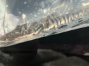 虎斑鴨嘴鯊魚(yú)活體虎紋鴨嘴鯰魚(yú)撒旦斑馬鴨嘴魚(yú)大型兇猛熱帶觀賞魚(yú) 鴨嘴鯊16-17cm2條 曬單實(shí)拍圖