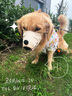 JCZS德國品牌狗狗嘴套嘴罩防咬防叫止吠口罩中小型犬大型犬防亂吃神器 邦迪藍(lán)鯊魚【雙重鎖定 掙不脫 扒 S(建議體重6-15斤) 曬單實拍圖