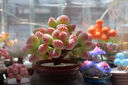 MPPMCK熊掌多肉植物熊童子【錦】網紅新款迷你小多肉陽臺桌面小盆栽室內 變色粉熊-5葉  后期純粉 不含盆 曬單實拍圖