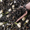 月光白茶古樹茶花香白牡丹云南普洱茶花香蜜香老白茶散裝罐裝白茶 月光白茶優(yōu)級100克/袋 曬單實拍圖