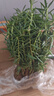 重瓣太陽(yáng)花苗死不了夏季耐熱植物陽(yáng)臺庭院室內好養易種花卉盆栽 太陽(yáng)花苗【混色 50株】+矮加侖盆 曬單實(shí)拍圖