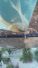 錦鯉魚活體觀賞魚活魚小型易養(yǎng)冷水淡水魚小魚苗錦鯉金魚好看錦鯉 三色 10-12cm 3條 曬單實拍圖