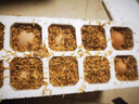 谷物鮮雞蛋 農(nóng)戶散養(yǎng)新鮮雞蛋 單枚40g±5 30枚（40克/枚） 曬單實(shí)拍圖