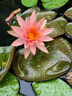 京厽睡蓮水培植物帶花苞四季開花池塘荷花藕種盆栽水養(yǎng)水蓮花根塊種子 精品大睡蓮混色3顆+送2營(yíng)養(yǎng)液 曬單實(shí)拍圖