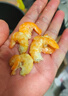 胖東來(lái)品質(zhì)海米開(kāi)洋蝦仁特大號野生海米蝦米蝦皮海鮮干貨蝦仁干 大號金鉤海米[500g]1-1.5厘米 曬單實(shí)拍圖
