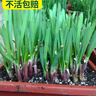 壽禾 紫根韭菜根盆栽紅根韮九萊寬葉韭菜根苗移栽四季小大葉頭茬種苗 紫根韭菜苗韭菜根300棵/80%人選 曬單實(shí)拍圖