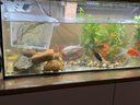 BESSN魚缸防跳網(wǎng)磁吸魚缸蓋罩網(wǎng)魚缸防跳蓋魚缸防逃網(wǎng)溪流缸雷龍防跳網(wǎng) 80x40黑邊黑網(wǎng)【質(zhì)標(biāo)1.5倍拉伸率】 曬單實拍圖