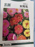 北蔬 貓薄荷種子可食用四季室內(nèi)外盆栽花草籽 檸檬貓薄荷種子約1500粒 曬單實(shí)拍圖