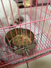 小囧家兔子喂食碗松鼠食盒龍貓食盆荷蘭豬花枝鼠飛鼠用品不銹鋼防咬食盒 直徑12cm中號(hào) 食盒/水壺 曬單實(shí)拍圖