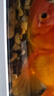 瘋狂水草（FKSC）溪流石頭魚缸沙子底砂底沙溪流沙魚缸造景觀裝飾溪流缸造景石套餐 曬單實(shí)拍圖