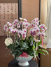 Only you【兩小時(shí)達】蝴蝶蘭帶花苞花劍花盆真花蘭花盆栽開(kāi)業(yè)喬遷佛堂供花 10株混搭（瓷盆隨機） 曬單實(shí)拍圖