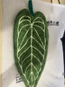 熱帶植物葉子擦手巾珊瑚絨綠植毛巾掛式廚房浴室?guī)峙?清新樹葉擦手巾（深綠色） 1條 曬單實拍圖
