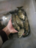 霸統(tǒng)鯽魚釣魚小藥鯽藥酒黑坑野釣水庫鯽魚專用餌料添加劑開口劑誘魚劑 鯽藥酒 曬單實(shí)拍圖