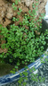 種花迷四季假山草種子 造盆景珍珠草種子 吸水石專(zhuān)用草籽上水石植物易活 珍珠草【100?！堪l(fā)芽 曬單實(shí)拍圖