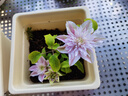 孫凱四季開(kāi)花鐵線(xiàn)蓮種根爬藤植物花卉陽(yáng)臺庭院盆栽好養花易活耐寒耐熱 蜂蜜之戀P7盆 曬單實(shí)拍圖