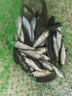 正宗軍魚苗淡水飼養(yǎng)可食用軍魚魚苗草魚苗黃娟魚河鰹魚苗活體魚苗 現(xiàn)捕現(xiàn)發(fā)  軍魚苗一年6-7斤 【爆款】200條+20條#6-8厘米 曬單實(shí)拍圖