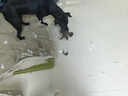 琪斐鴨狗狗玩具幼犬磨牙發(fā)聲寵物玩具小狗用品毛絨玩偶逗狗解悶神器耐咬 棉麻小猴【發(fā)聲磨牙玩偶】 曬單實(shí)拍圖