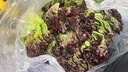 紅葉生菜新鮮蔬菜羅莎紅沙拉蔬菜食材沙拉清洗500g紫葉生菜 500g 曬單實(shí)拍圖