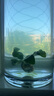 AIPHAROW魚缸中后景綠菊坨草活體淡水懶人造景蜈蚣草造景植物綠宮廷坨草 小巴榕1杯體驗(yàn)裝 曬單實(shí)拍圖