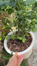虹越（HONGYUE）藍莓果苗盆栽苗 南方北方庭院陽(yáng)臺種植果樹(shù)苗HN 【南北可種】“一號藍莓”1加侖 曬單實(shí)拍圖