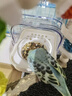 BIRDSTORY鸚鵡外置防濺食盒喂食器谷殼分離虎皮洗澡盆專用洗澡神器用品大全 防濺防撒【可洗澡/喂食】白色 曬單實拍圖
