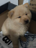 時(shí)染土松幼犬廣西土獵犬不掉毛中華田園白面網(wǎng)紅小狗可愛溫順聽話粘人 血統(tǒng)級(jí) 公 曬單實(shí)拍圖