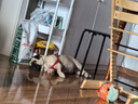 皇家處方狗糧成犬減肥全價(jià)處方糧SAT30通用型犬主糧瘦身狗糧控制體重 sat30成犬減肥1.5kg 曬單實(shí)拍圖
