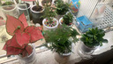 植導(dǎo)引力綠植小盆栽懶人吸水盆室內(nèi)桌面好養(yǎng)植物綠蘿發(fā)財(cái)樹(shù)多款任選 梔子花+早安吸水盆 曬單實(shí)拍圖