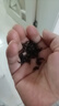 碧幽四方正宗黃山毛峰 2025新茶 明前綠茶毛峰黃山黃茶云霧綠茶茶葉自己喝 250g*1袋 【黃山綠茶】半斤裝 【正宗黃山云霧綠茶】 曬單實(shí)拍圖