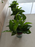 雙盟綠蘿盆栽除甲醛花卉綠植辦公室新房凈化空氣 120款10盆源頭直發(fā) 曬單實拍圖