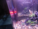 森森魚缸加熱棒自動恒溫防爆熱帶魚加溫棒烏龜水族箱恒溫器加熱器 【數(shù)顯溫控】離水斷電加熱棒50W 曬單實拍圖