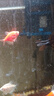 森森（SUNSUN）多功能過(guò)濾器魚(yú)缸水泵增氧抽水過(guò)濾三合一 【底吸吸便】15W 適合0.6-0.8m缸 曬單實(shí)拍圖