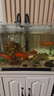 森森（SUNSUN）硝化細菌凈水魚(yú)缸觀(guān)賞魚(yú)水質(zhì)凈化液體澄清劑 凈水靈500ml 曬單實(shí)拍圖