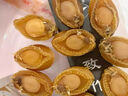 特級鮑魚干500g約30頭大連干鮑溏心鮑魚干貨精品鮑魚煲湯商用 鮑魚小號50克約13-16個(gè) 曬單實(shí)拍圖
