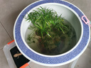 水竹旱傘草水生植魚(yú)池塘造景綠化客廳庭院陽(yáng)臺凈化水質(zhì)盆栽風(fēng)車(chē)草 水竹 20-30厘米高【20株】 曬單實(shí)拍圖