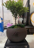 開(kāi)時(shí)果 小葉赤楠盆景擺件 辦公室桌面綠植花卉好養(yǎng)盆栽植物源頭直發(fā)包郵 【熱銷(xiāo)款】舍得紫砂盆+黑石+底座 曬單實(shí)拍圖