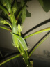 BBS麥克風(fēng)手持充電無(wú)線專業(yè)U段可調(diào)頻UHF功放接收器話筒家庭KTV唱歌舞臺(tái)演出主持演講會(huì)議分集TH-10金 曬單實(shí)拍圖
